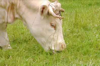 Alimentation de la vache - 3mn 07s